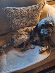 Lost Male Dog last seen 82nd Ave, Gig Harbor, WA 98329