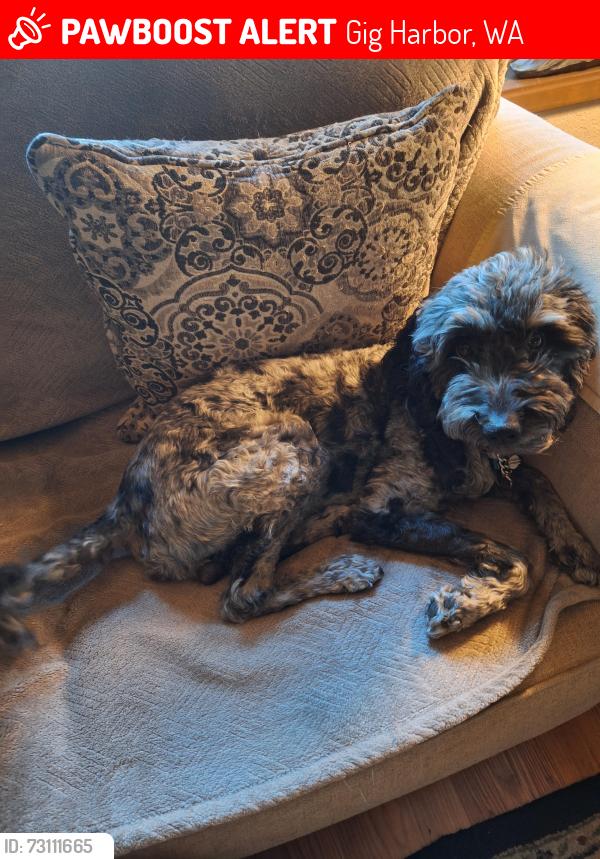 Lost Male Dog last seen 82nd Ave, Gig Harbor, WA 98329