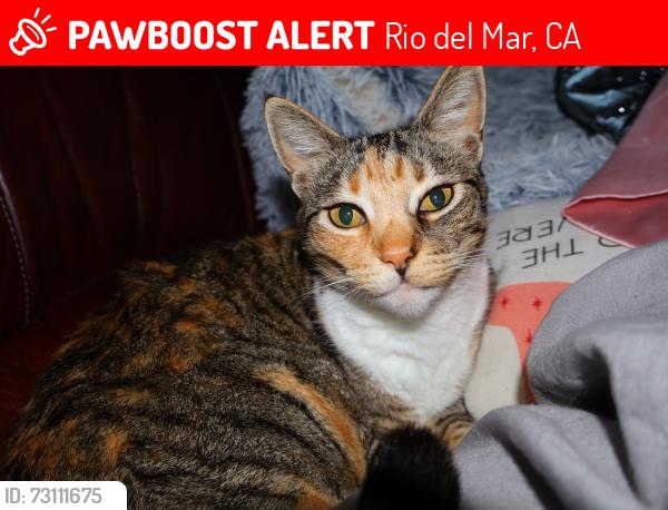 Lost Female Cat last seen Cliff Dr and Kingsbury, Rio del Mar, CA 95003