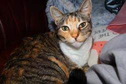 Lost Female Cat last seen Cliff Dr and Kingsbury, Rio del Mar, CA 95003