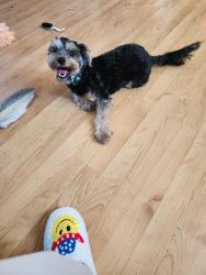 Reunited Male Dog last seen Sibley and Calumet, Hammond, IN 46320