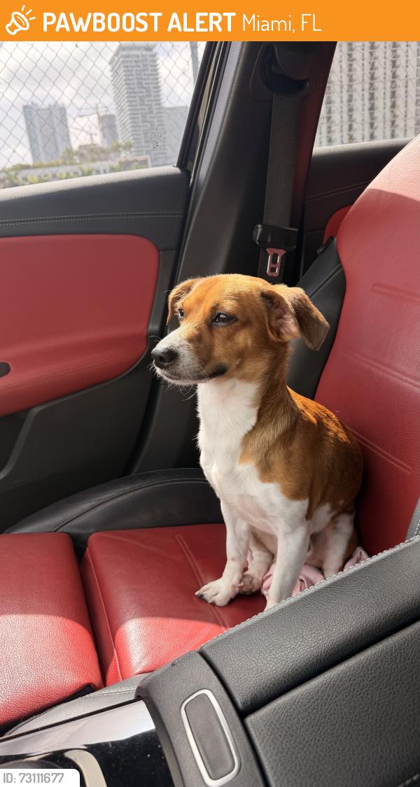 Found/Stray Male Dog last seen NW 46th street/32nd ave, Miami, FL 33127
