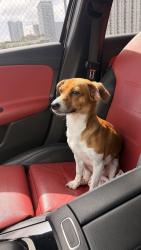 Found/Stray Male Dog last seen NW 46th street/32nd ave, Miami, FL 33127