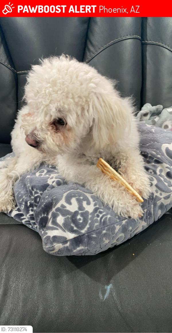 Lost Male Dog last seen 75th ave McDowell, Phoenix, AZ 85035