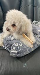 Lost Male Dog last seen 75th ave McDowell, Phoenix, AZ 85035