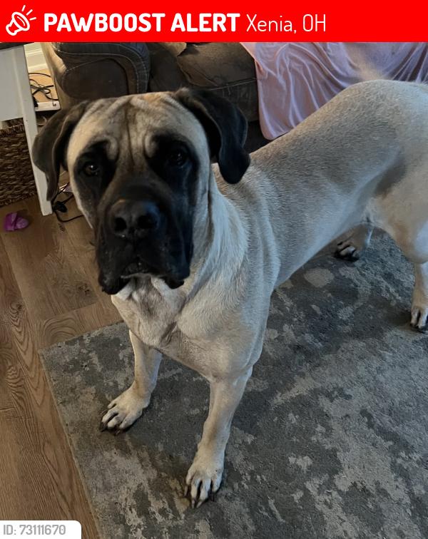 Lost Female Dog last seen First United Christian Church, Xenia, OH 45385