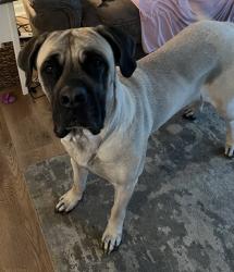 Lost Female Dog last seen First United Christian Church, Xenia, OH 45385