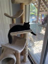 Reunited Male Cat last seen Pettis and 5 mile, Ada, MI 49301