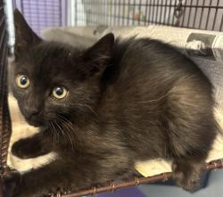 Shelter Stray Female Cat last seen Near E Loveland, SALT LAKE CITY, UT, 84106, 511 W 3900 S, Salt Lake City, UT 84123, USA