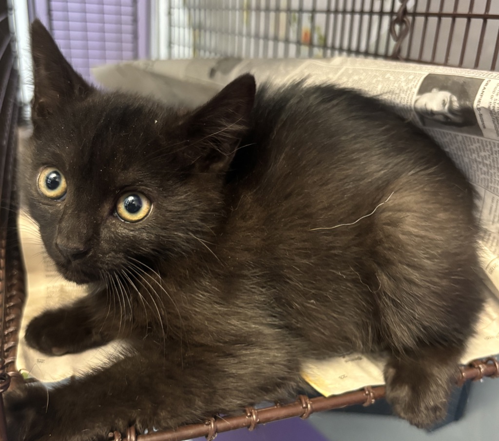 Shelter Stray Female Cat last seen Near E Loveland, SALT LAKE CITY, UT, 84106, 511 W 3900 S, Salt Lake City, UT 84123, USA