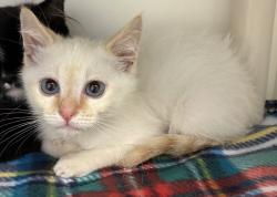 Shelter Stray Male Cat last seen Near W Heather Street, Midvale, UT, 84047, 511 W 3900 S, Salt Lake City, UT 84123, USA