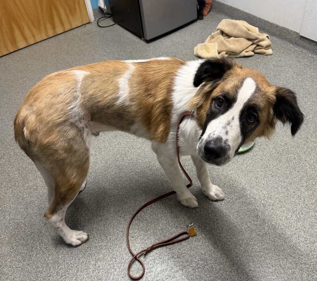 Shelter Stray Male Dog last seen Rose Street, Escondido, CA, 92025, Escondido, CA 92027, USA