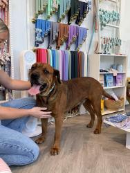 Found/Stray Male Dog last seen Lango Avenue and Ashley River Road by Crew LaLa, Charleston, SC 29407