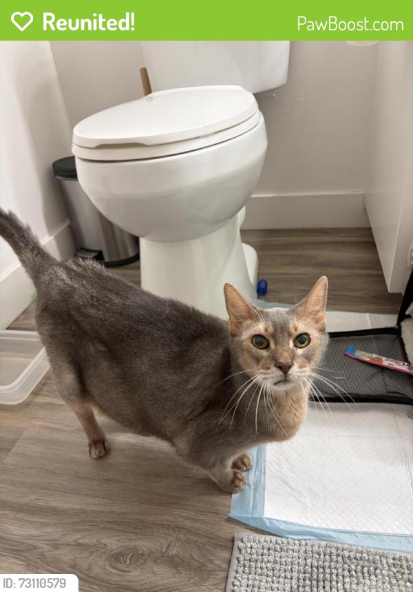 Reunited Unknown Cat last seen Menlo Park VA hosp, Menlo Park, CA 94303