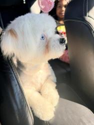 Lost Male Dog last seen EAST ORANGE CROOS RANCK AVE, Lancaster, PA 17604