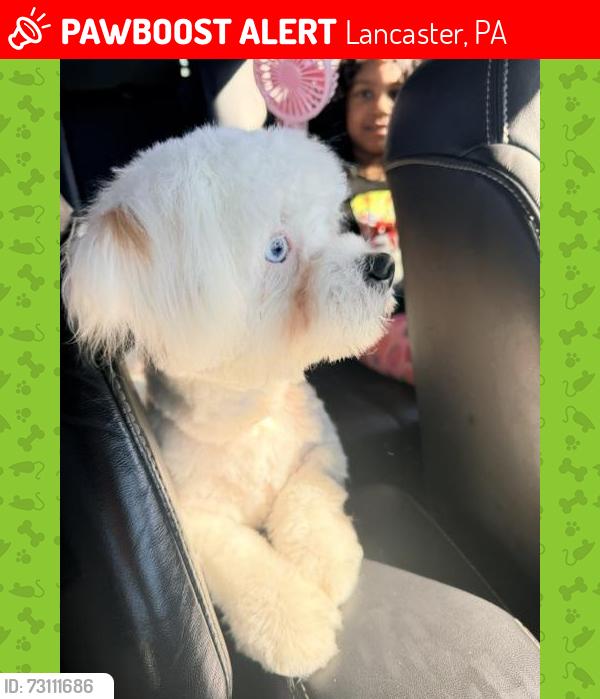 Lost Male Dog last seen EAST ORANGE CROOS RANCK AVE, Lancaster, PA 17604