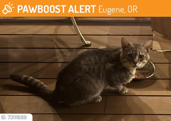 Found/Stray Unknown Cat last seen Firland and spring, Eugene, OR 97405