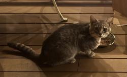 Found/Stray Unknown Cat last seen Firland and spring, Eugene, OR 97405