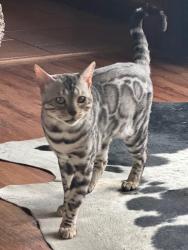 Lost Male Cat last seen Main Road ,Hunlock Creek Pa. and Trailing Pine Rd. Shickshinny Pa., Shickshinny, PA 18655