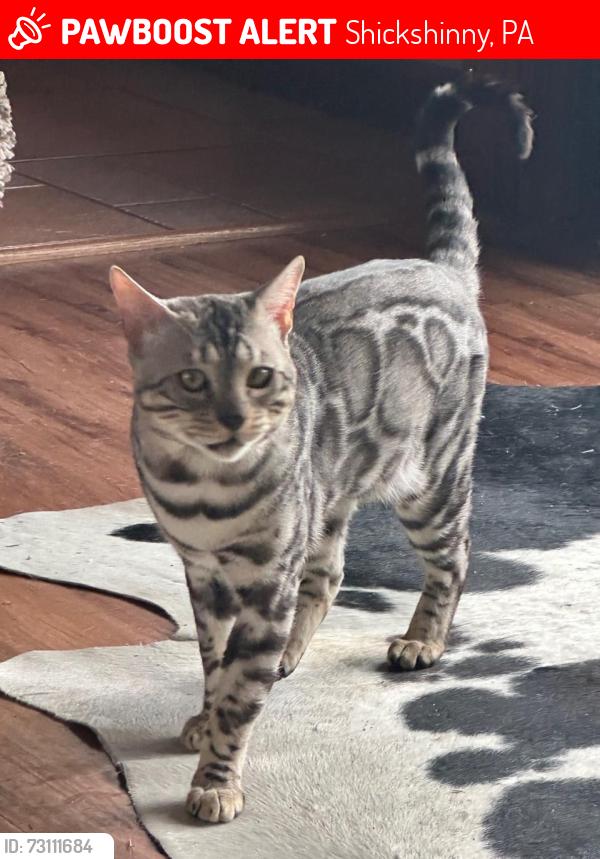 Lost Male Cat last seen Main Road ,Hunlock Creek Pa. and Trailing Pine Rd. Shickshinny Pa., Shickshinny, PA 18655