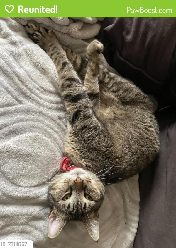 Reunited Male Cat last seen Chaffin st, Sanford, NC 27330