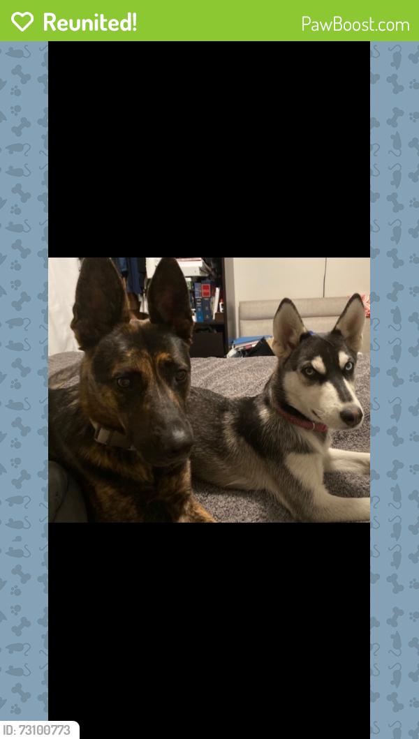Reunited Female Dog last seen Near W Summit St Long Beach, CA 90810 United States, Long Beach, CA 90810
