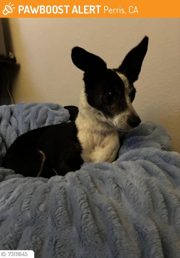 Found/Stray Male Dog last seen Park towne appartments, Perris, CA 92572