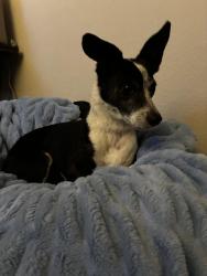 Found/Stray Male Dog last seen Park towne appartments, Perris, CA 92572