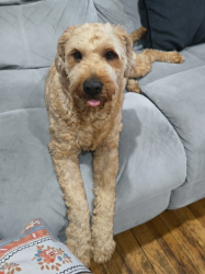 Reunited Male Dog last seen Richmond ave., Paterson, NJ 07502