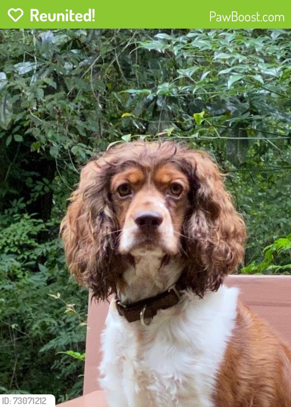 Reunited Male Dog last seen Harring Street and Martin Luther King Blvd, Green Cove Springs, FL 32043