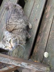 Reunited Unknown Cat last seen Near karmich street, fairfax station va, Fairfax Station, VA 22039