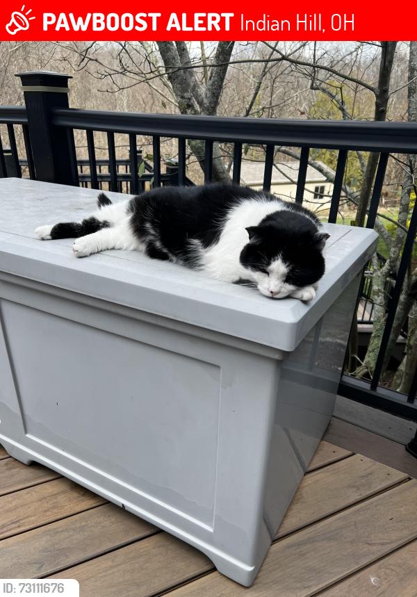 Lost Male Cat last seen Eustis Farm Ln. , Indian Hill, OH 45243