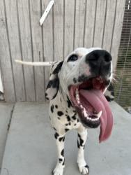 Lost Male Dog last seen Groven ln, Heacock st, Moreno Valley, CA 92557