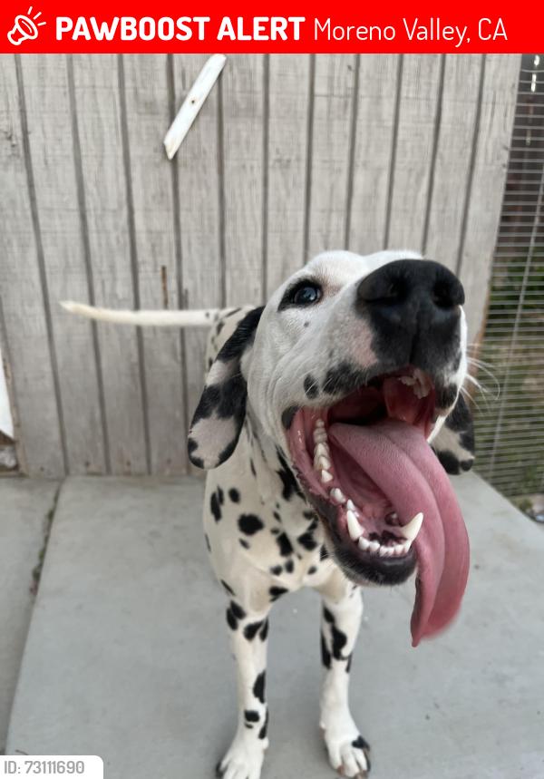 Lost Male Dog last seen Groven ln, Heacock st, Moreno Valley, CA 92557