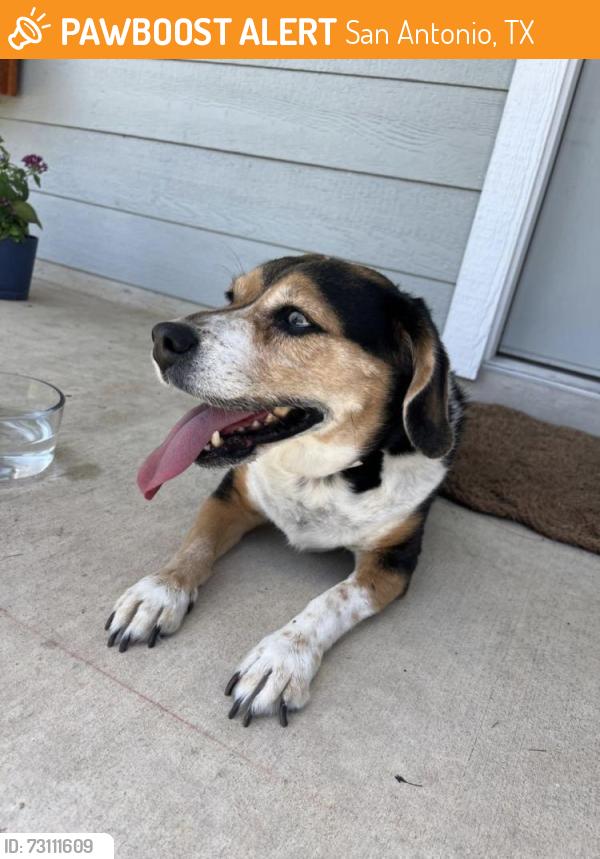 Found/Stray Female Dog last seen Torian Village near Tom Slick Park, San Antonio, TX 78227