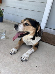 Found/Stray Female Dog last seen Torian Village near Tom Slick Park, San Antonio, TX 78227