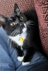 Lost Male Cat last seen St stephens catholic church, Toms River, NJ 08755