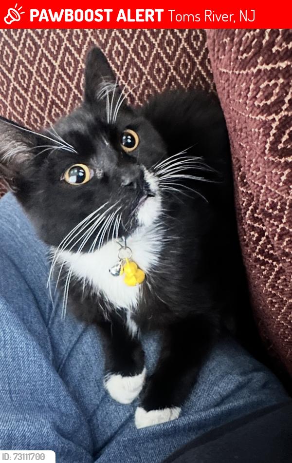 Lost Male Cat last seen St stephens catholic church, Toms River, NJ 08755