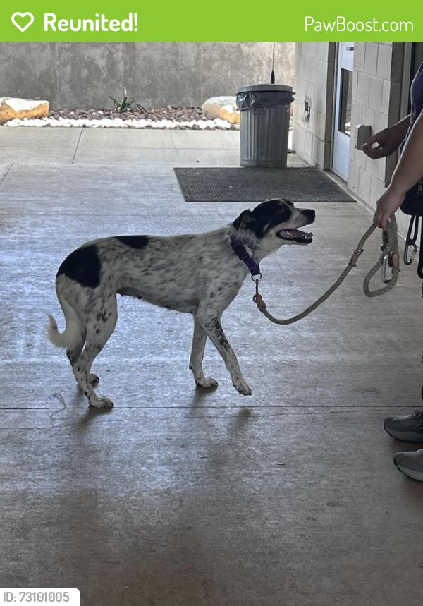 Reunited Female Dog last seen Watergate way by pounding basin, Hutto, TX 78634