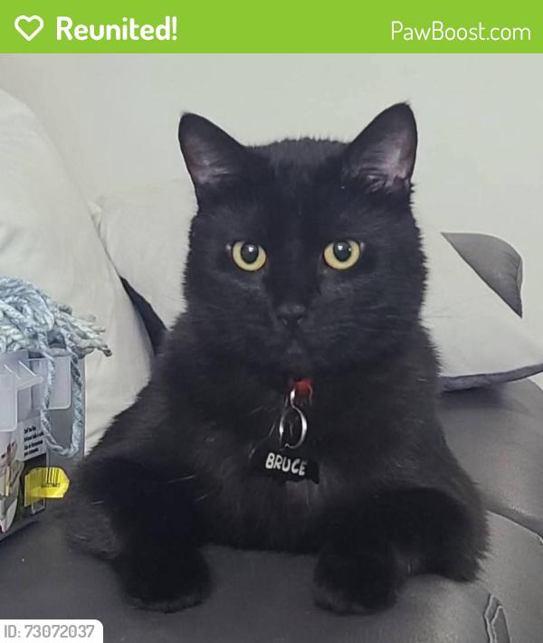 Reunited Male Cat last seen 87th ave between Locust and Oak, Metzger, OR 97223
