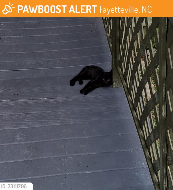 Found/Stray Unknown Cat last seen Willowbrook, Fayetteville, NC 28314