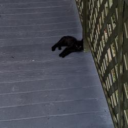 Found/Stray Unknown Cat last seen Willowbrook, Fayetteville, NC 28314