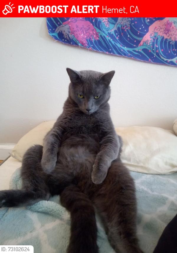 Lost Male Cat last seen Lyon and Johnston hemet ca, Hemet, CA 92543
