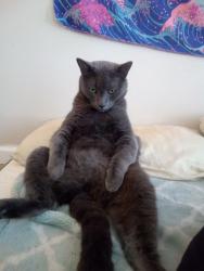 Lost Male Cat last seen Lyon and Johnston hemet ca, Hemet, CA 92543
