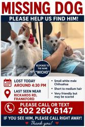 Lost Male Dog last seen Rickards Rd, Frankford De 19945, Frankford, DE 19945