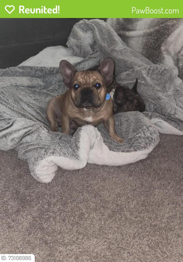 Reunited Male Dog last seen Tower and Floyd ave, Aurora, CO 80013