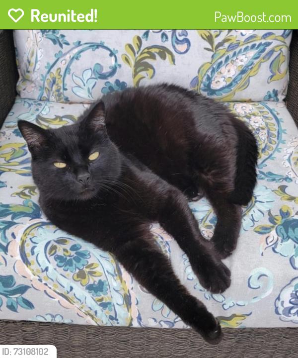 Reunited Male Cat last seen Walnut Valley and Park Edge Dr, Washington Township, OH 45458