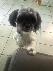 Found/Stray Unknown Dog last seen S may ave and 44th st, Oklahoma City, OK 73119