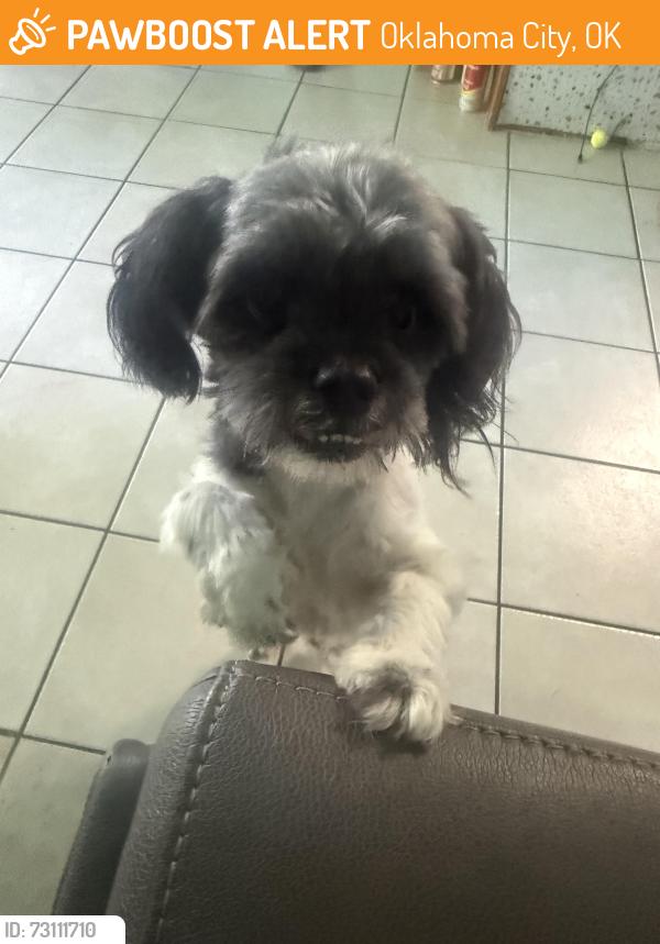 Found/Stray Unknown Dog last seen S may ave and 44th st, Oklahoma City, OK 73119