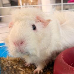 Shelter Stray Female Other last seen , 3607 N Armenia Ave, Tampa, FL 33607, USA